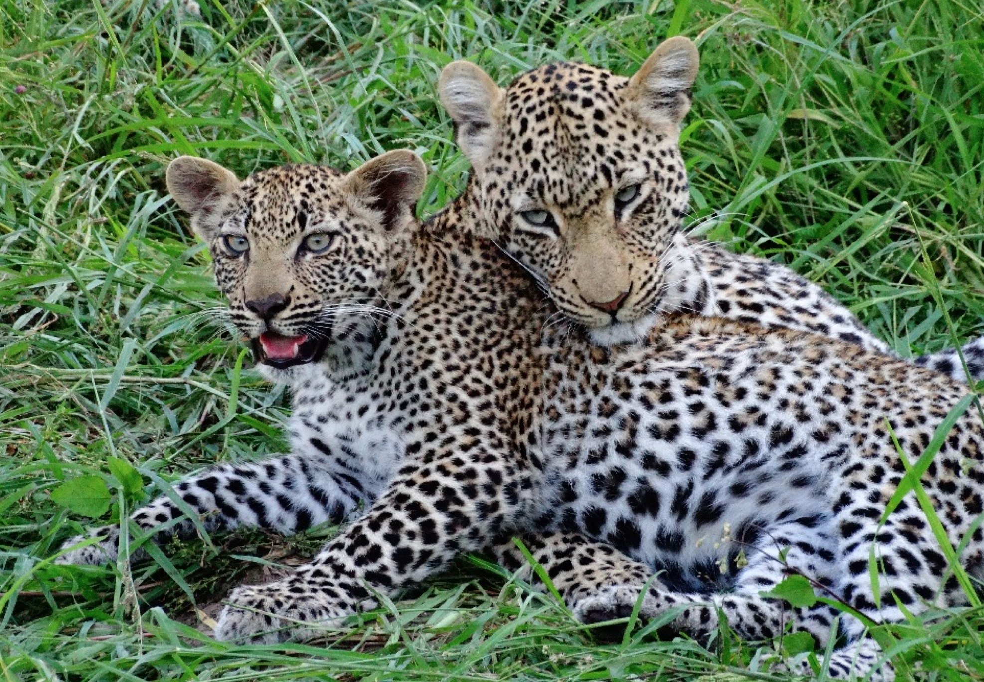 leopard, safari